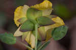 Fourpetal St. Johnswort